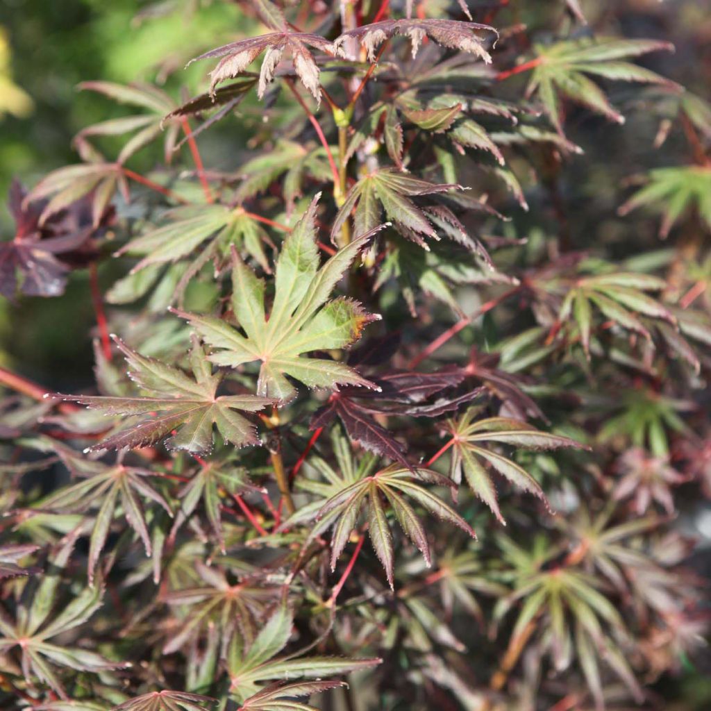 Acer palmatum Trompenburg (Tropenburg)