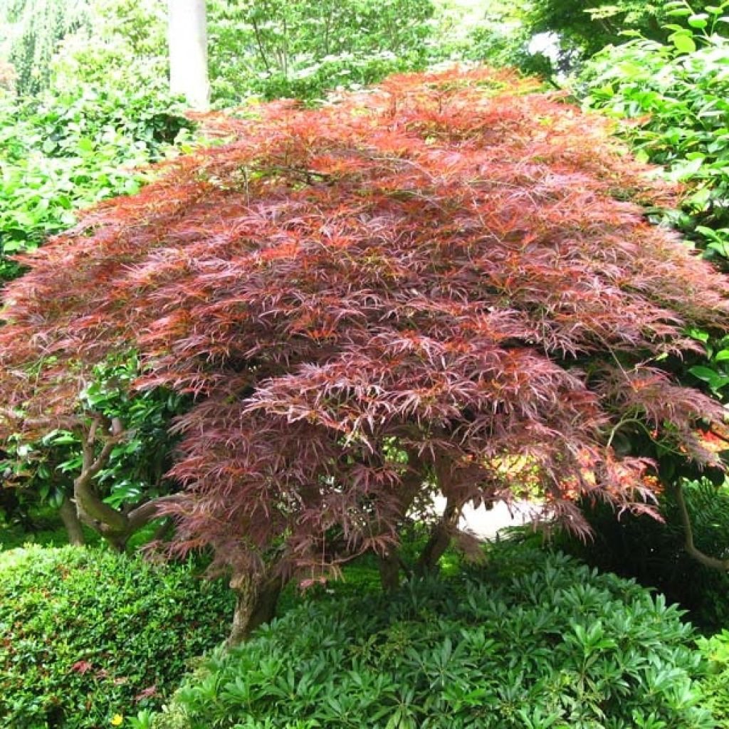 Acer palmatum Dissectum Garnet