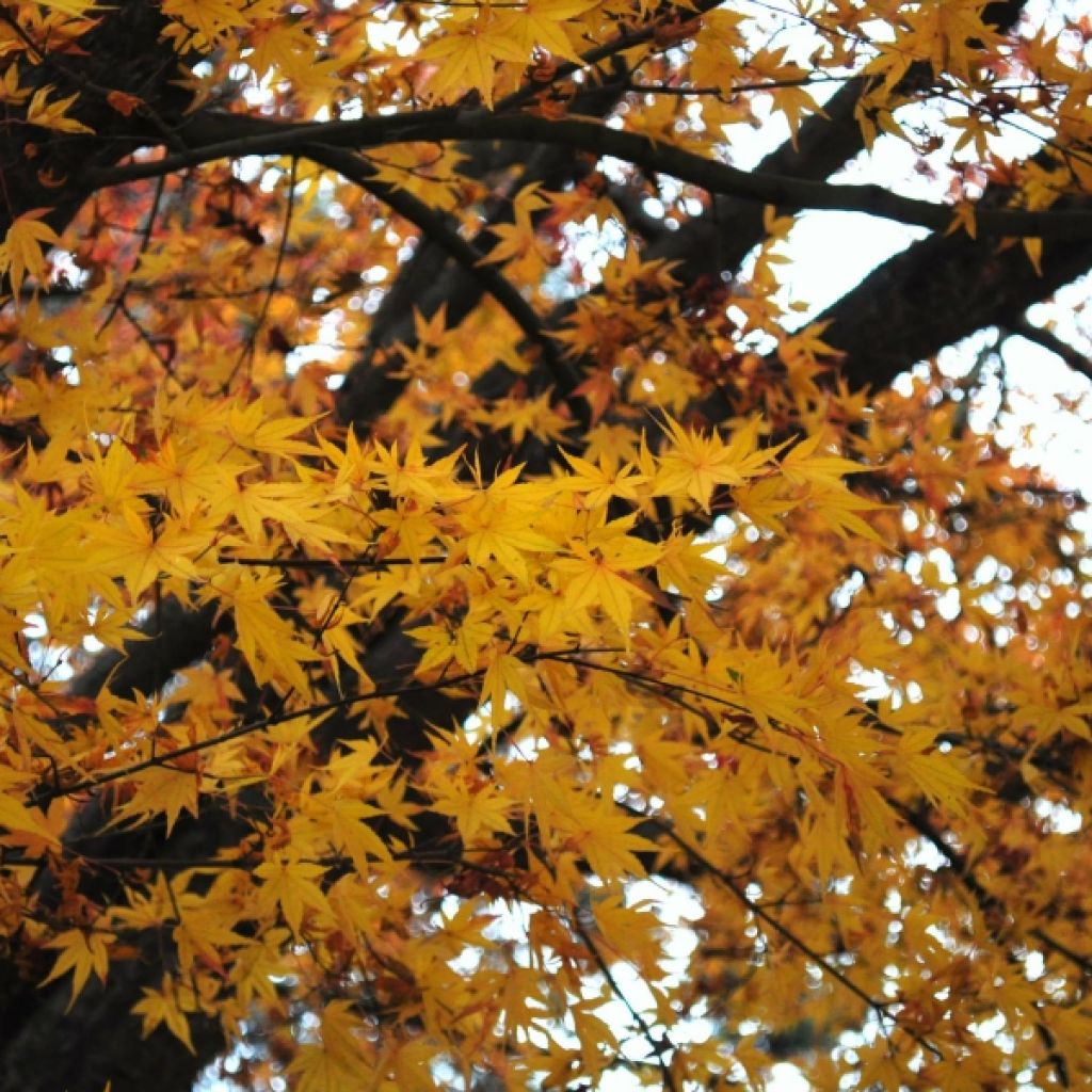 Érable du Japon - Acer palmatum