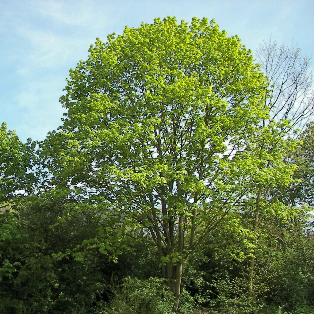 Acer platanoides 