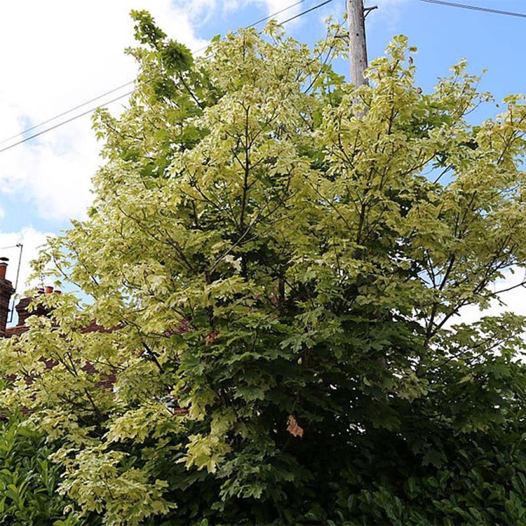 Erable plane - Acer platanoides Drummondii