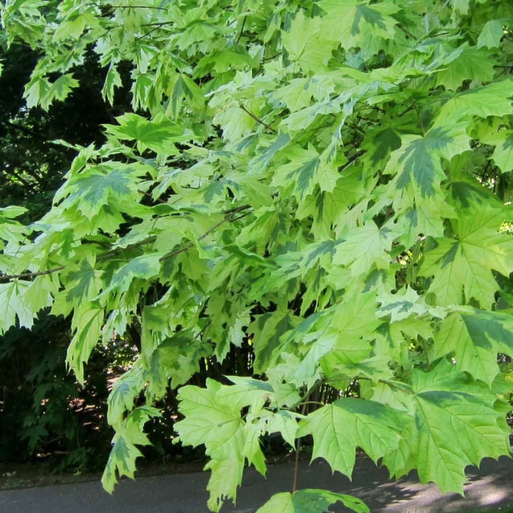 Erable plane - Acer platanoides Drummondii