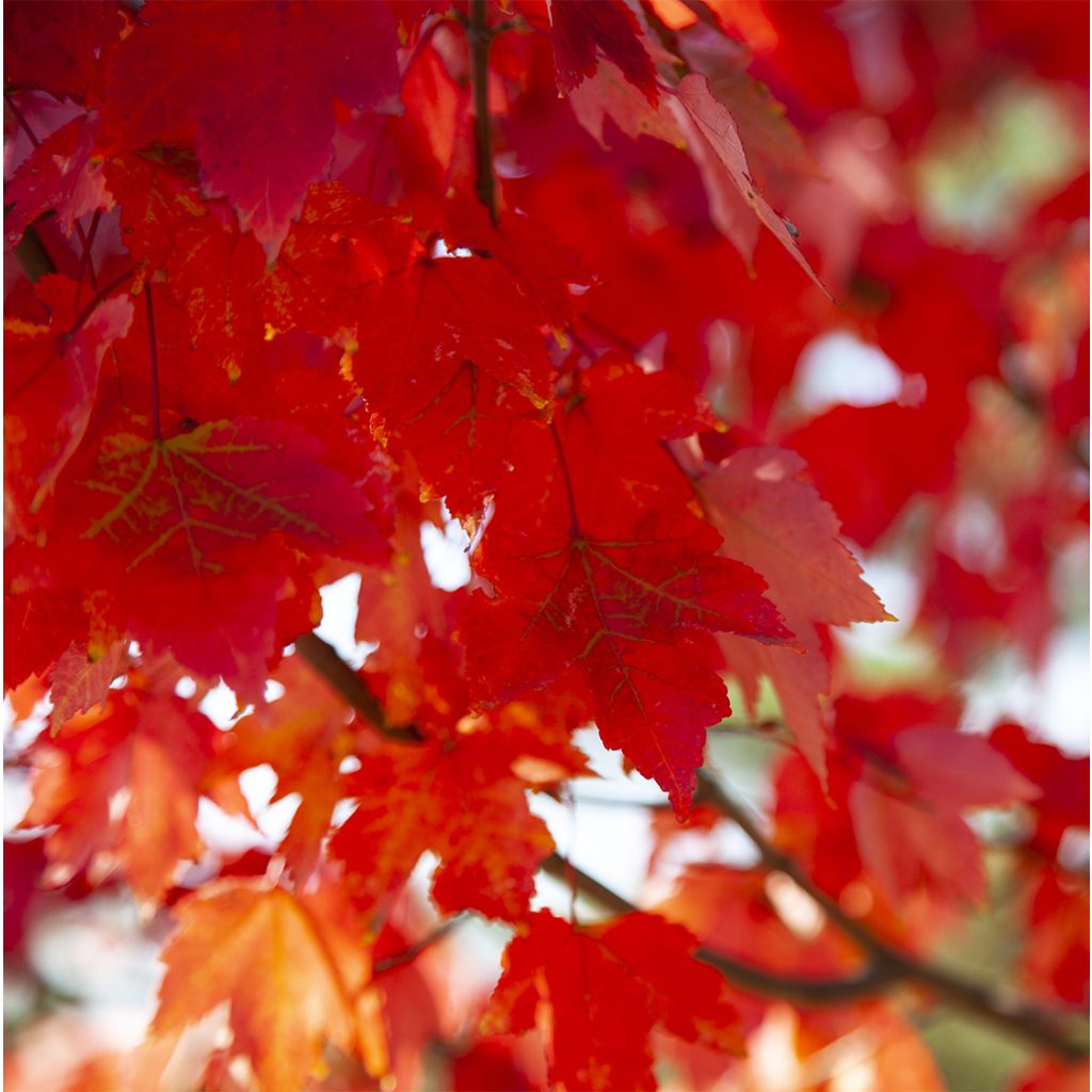 Acer rubrum Summer Red - Maple