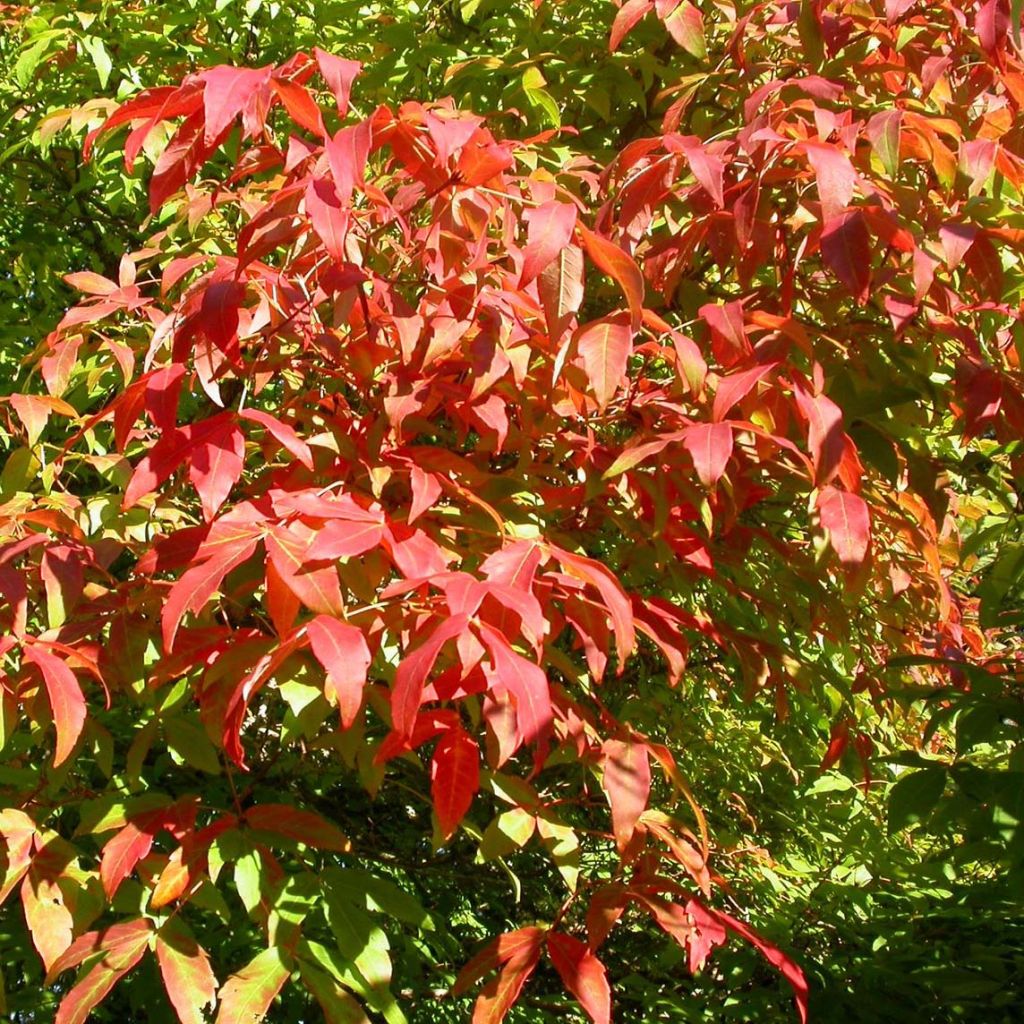 Erable à trois fleurs - Acer triflorum