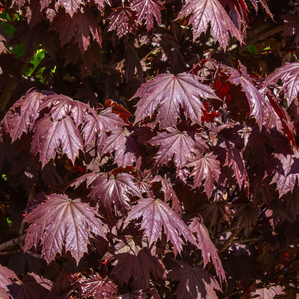 Acer platanoides Crimson Sentry - Maple