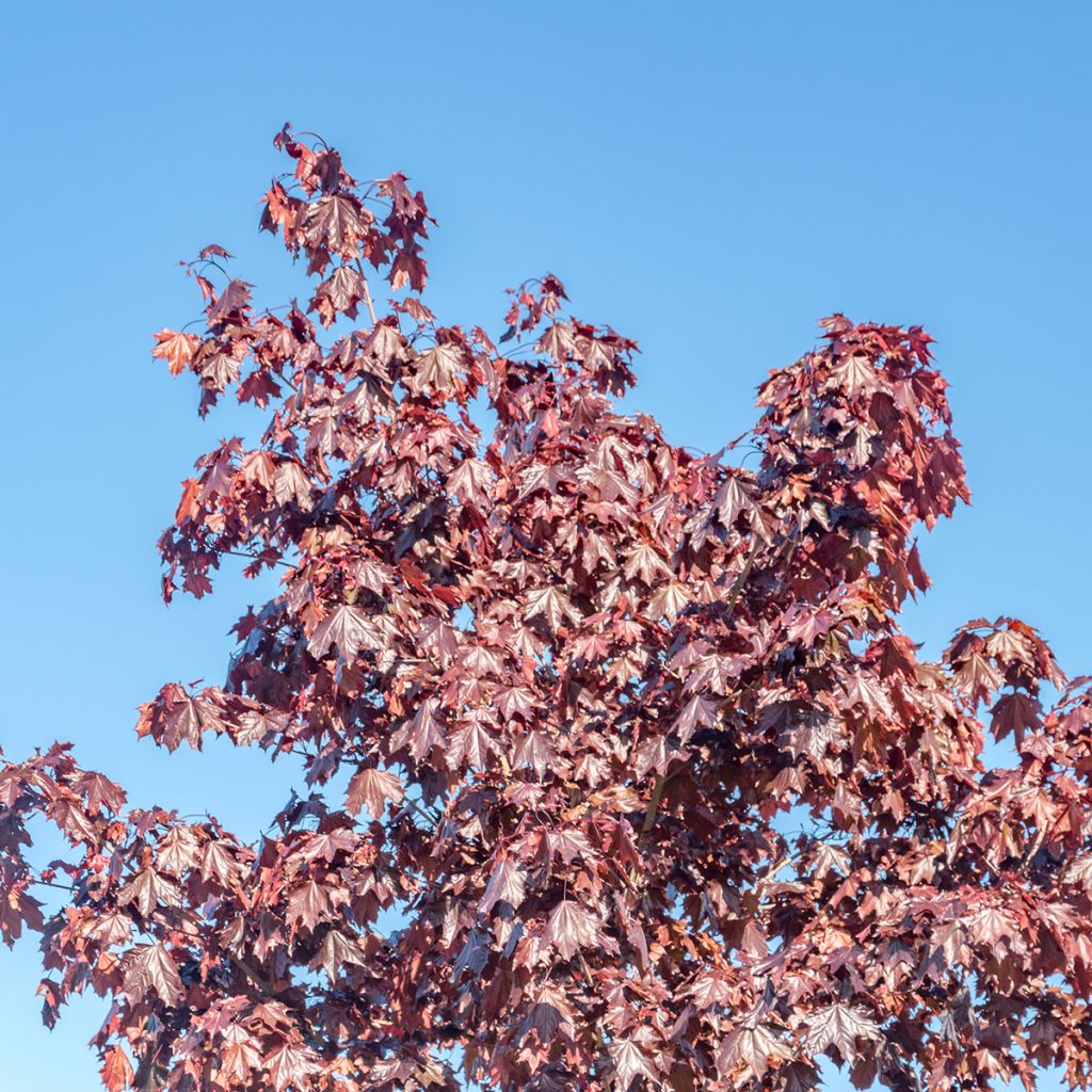 Acer platanoides Crimson Sentry - Maple