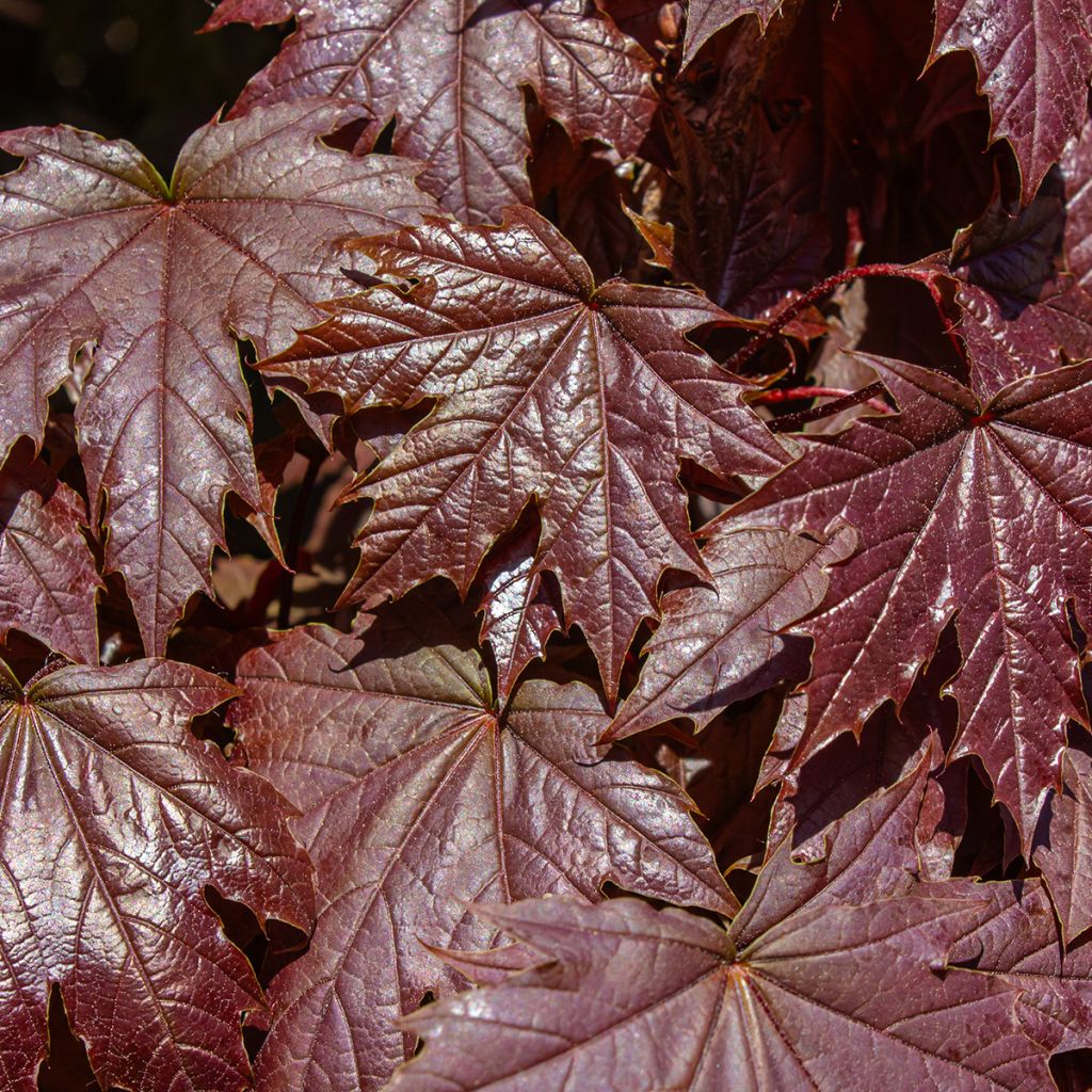 Acer platanoides Crimson Sentry - Maple