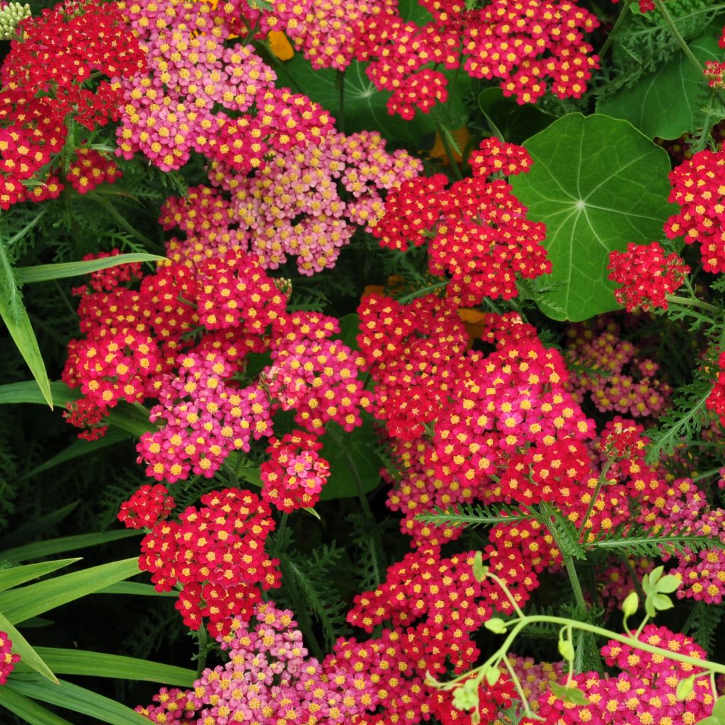 Achillée, Achillea Millefolium Summer Pastel