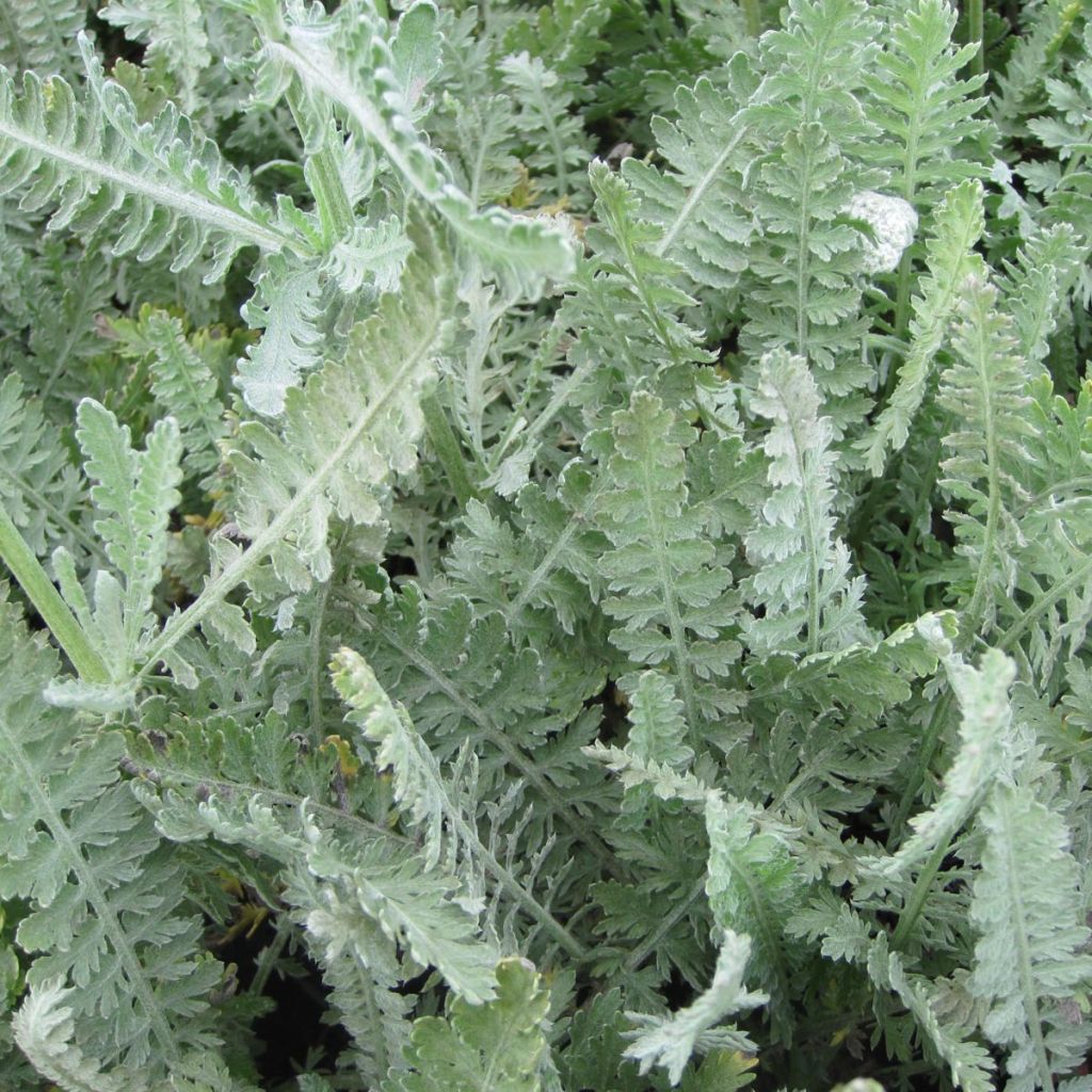 Achillea Moonshine - Achillée jaune d'or