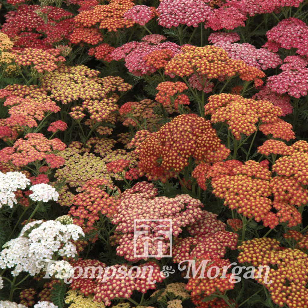 Graines d'Achillea Summer Berries F2 Hybrid - Achillée millefeuille hybride en mélange