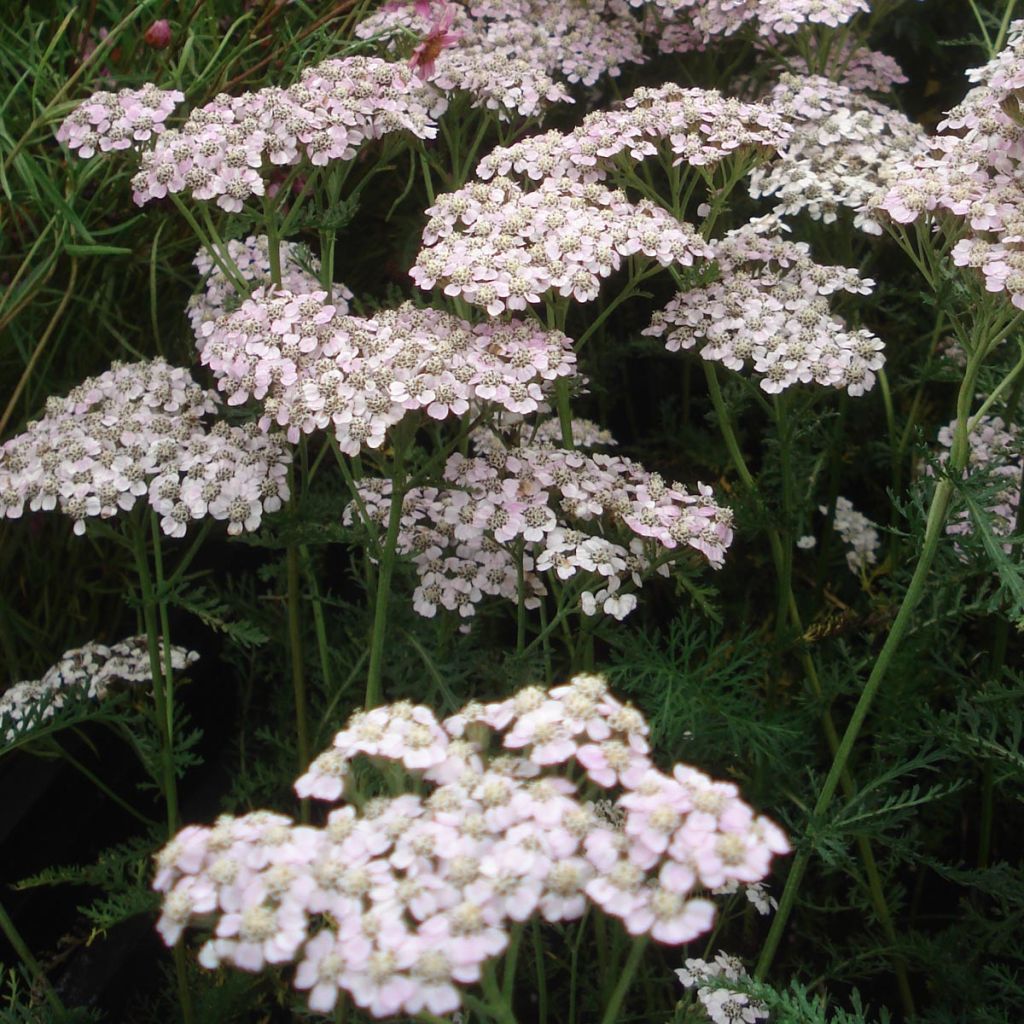 Achillea millefolium Wonderful Wampee - Achillée millefeuille rose changeant