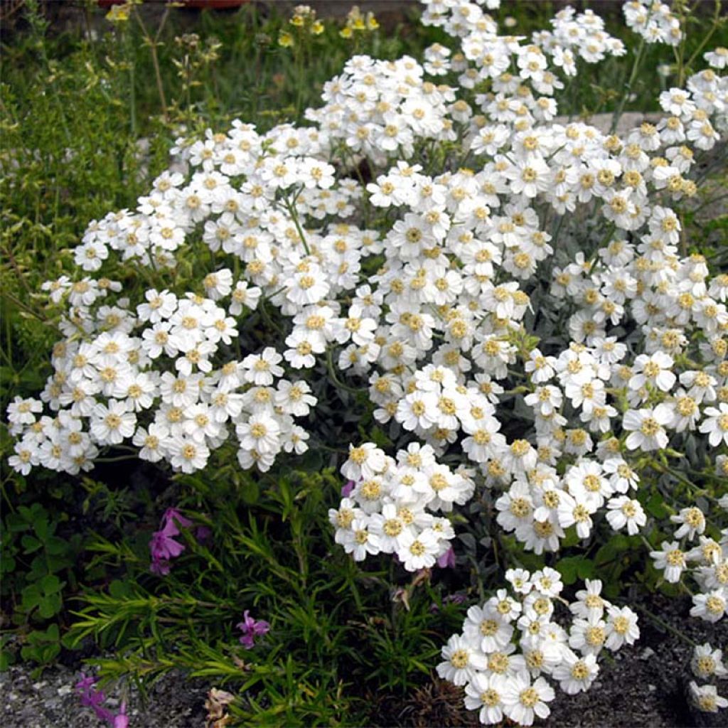 Achillea ageratifolia - Achillée à feuilles d'agérate