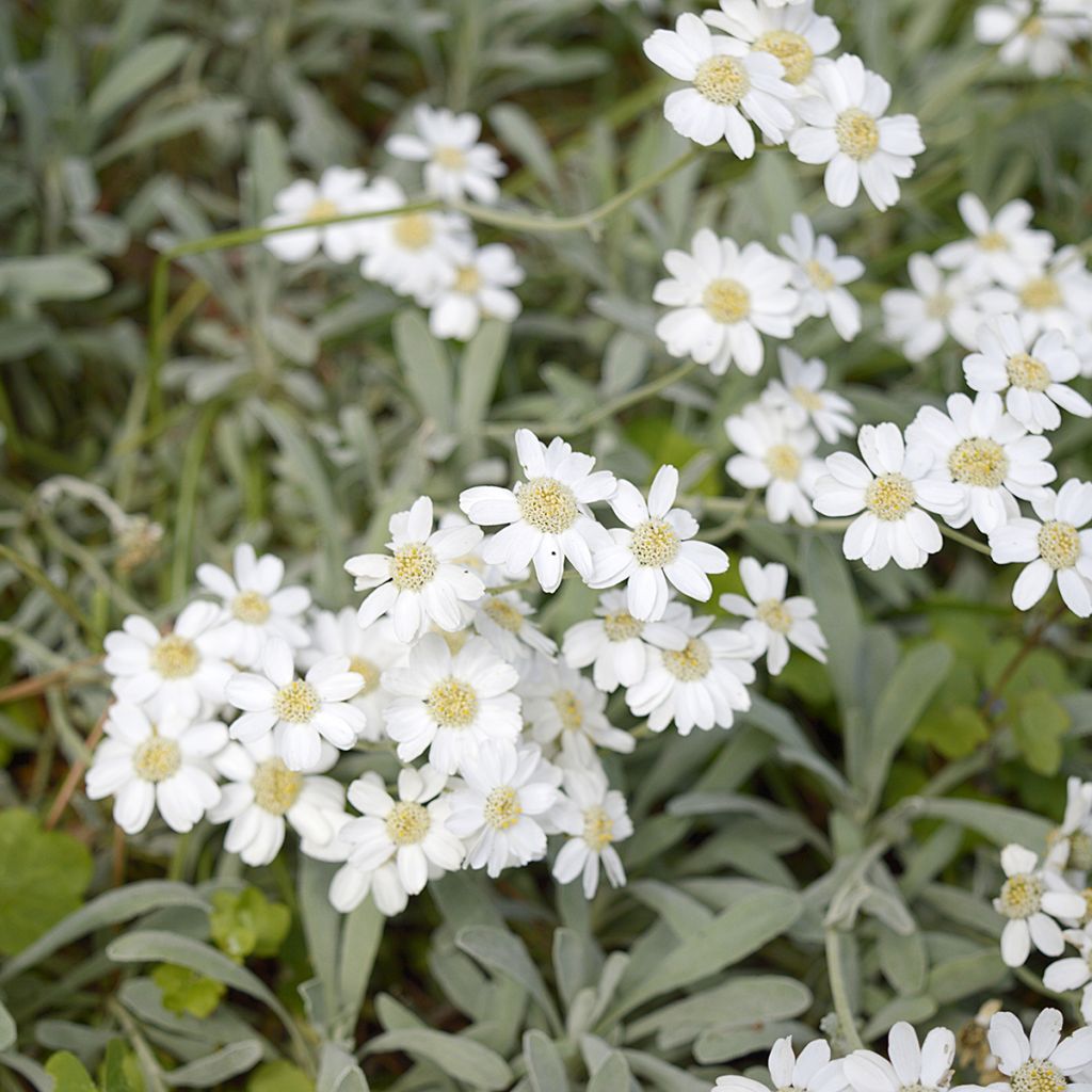 Achillea ageratifolia