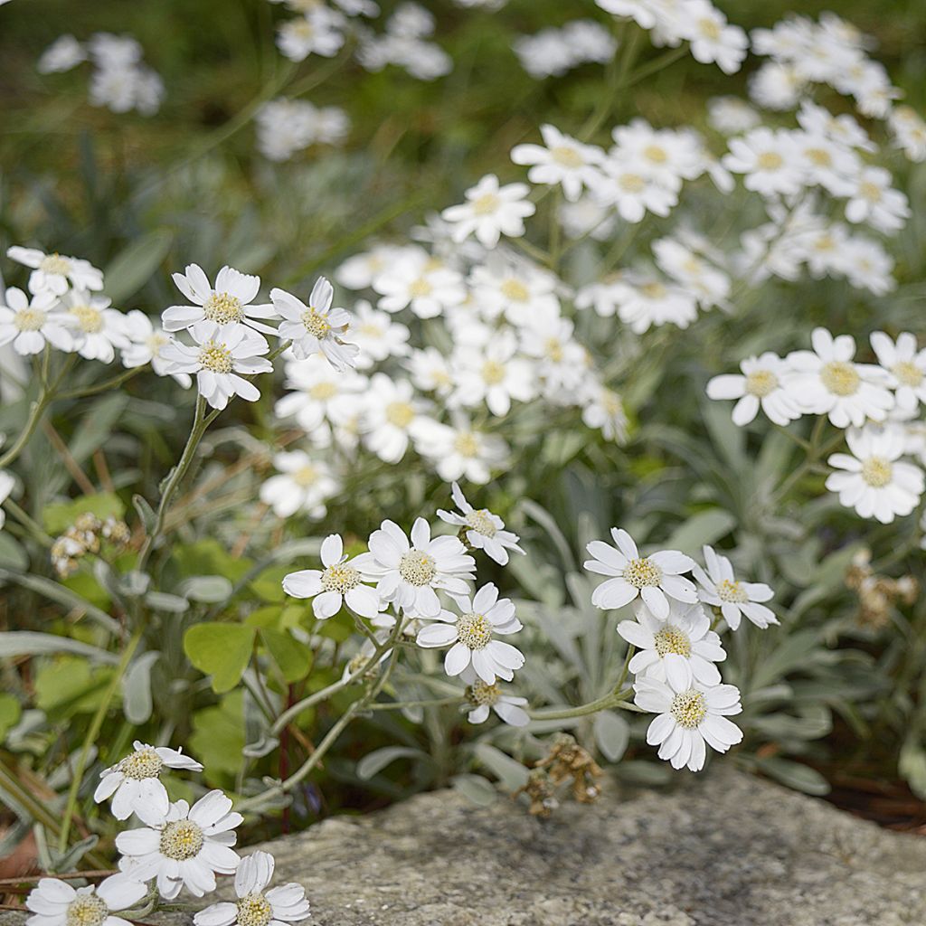 Achillea ageratifolia