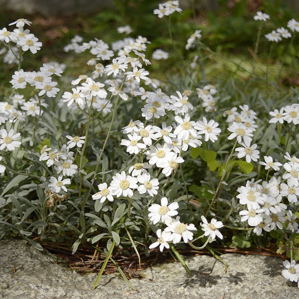 Achillea ageratifolia