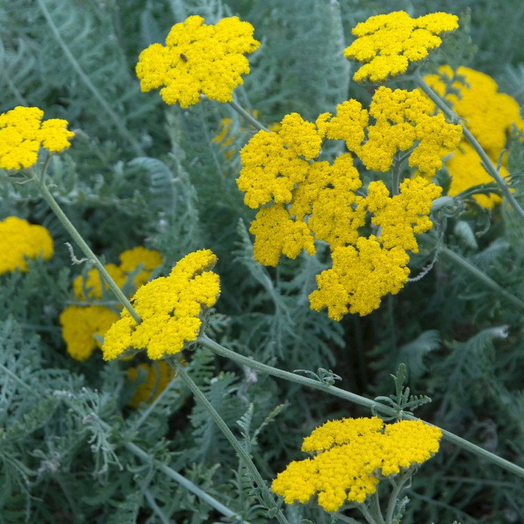 Achillea clypeolata - Achillée 