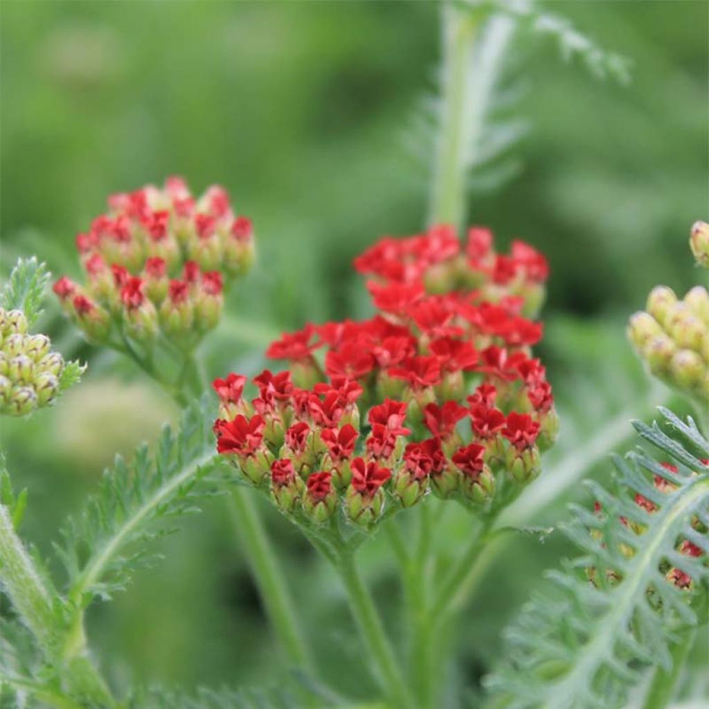 Achillea millefolium Desert Eve Red - Achillée millefeuille rouge brique.