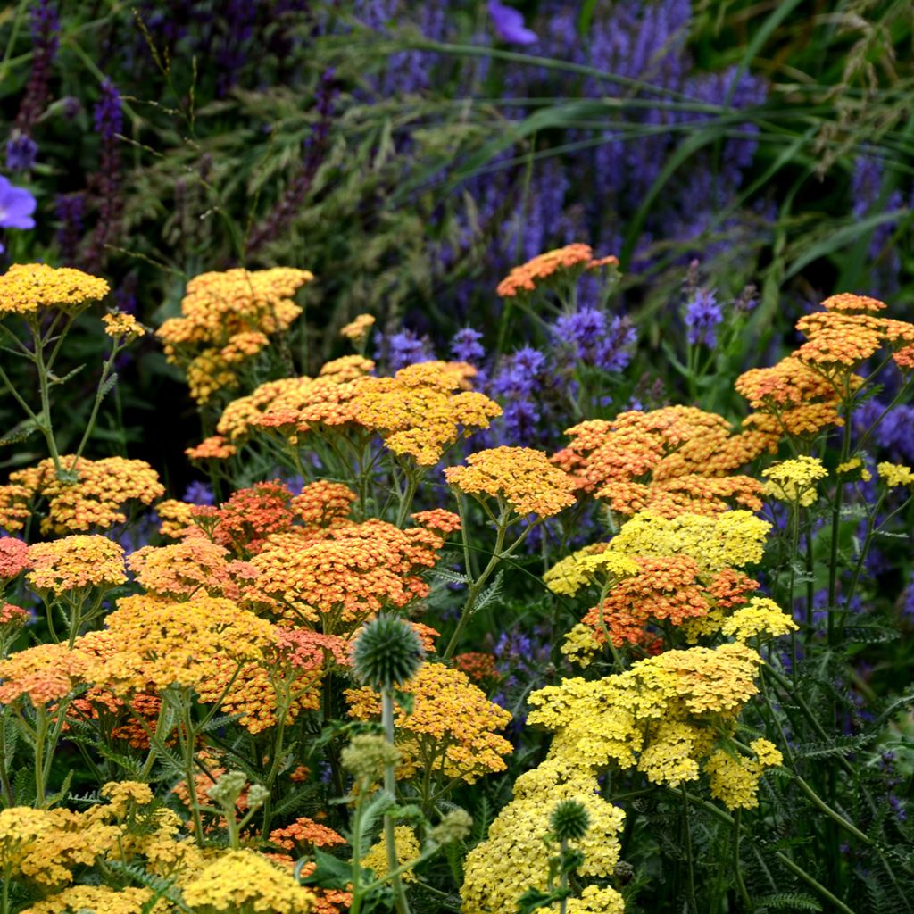 Achillea millefolium Desert Eve Terracotta