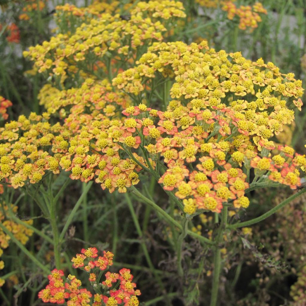 Achillea millefolium Feuerland - Achillée millefeuille