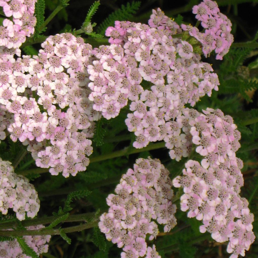 Achillea millefolium Jacqueline - Achillée millefeuille