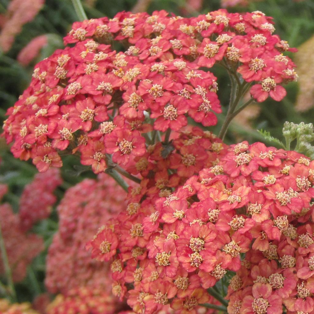 Achillea millefolium Pretty Woman - Achillée millefeuille