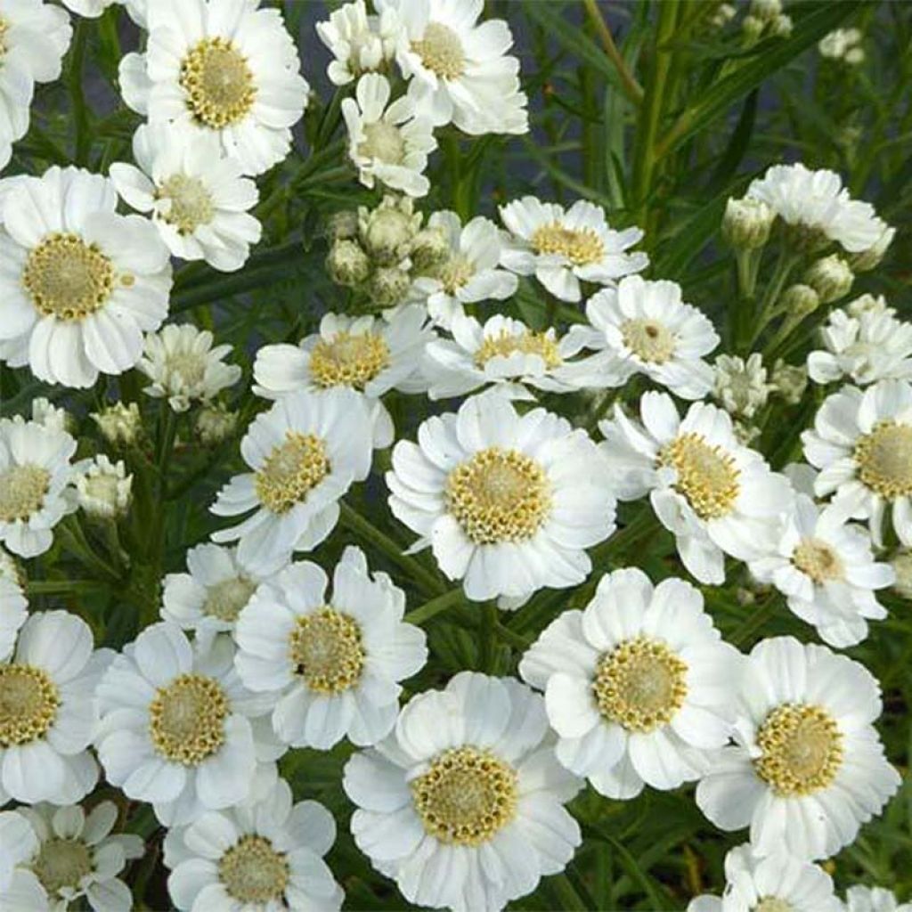 Achillea ptarmica Xana - Bouton d'argent