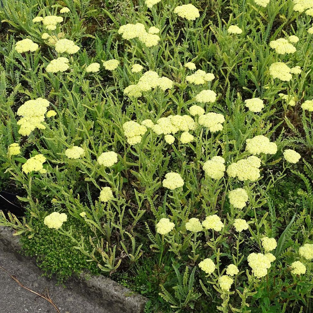 Achillée taygetea - Achillea taygetea