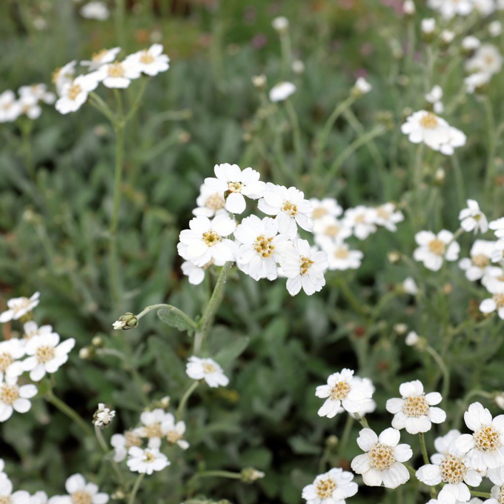 Achillea umbellata