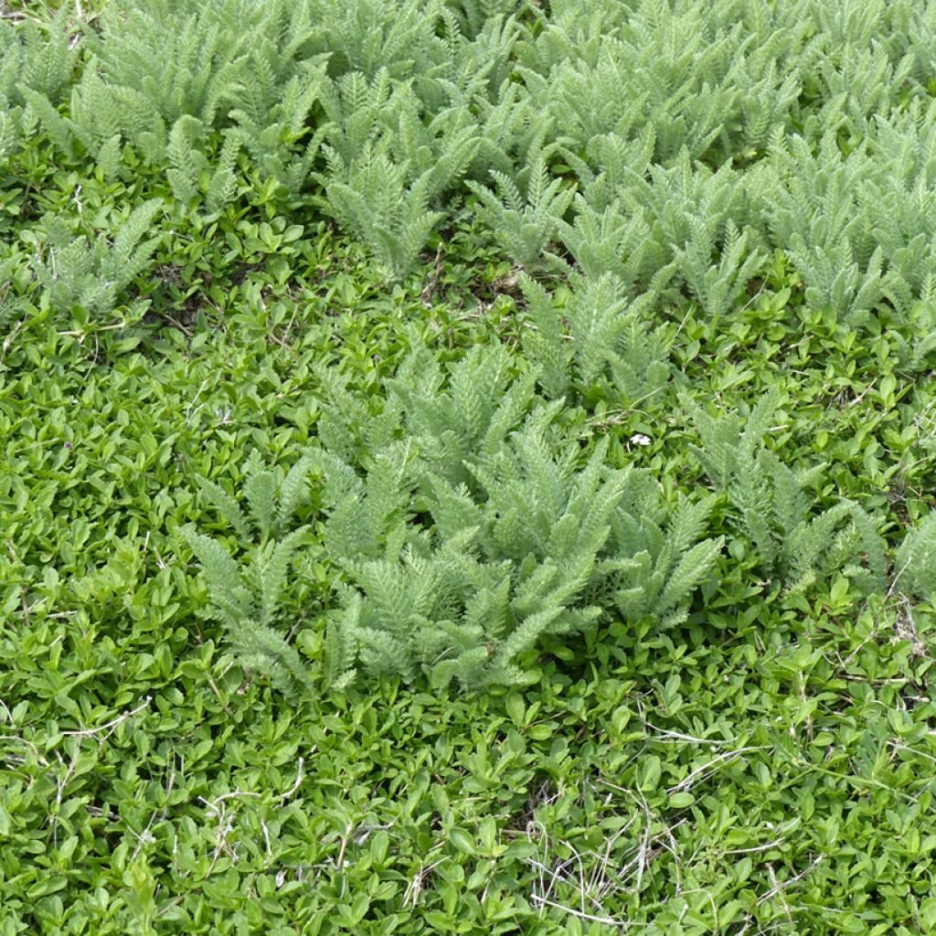 Achillea crithmifolia