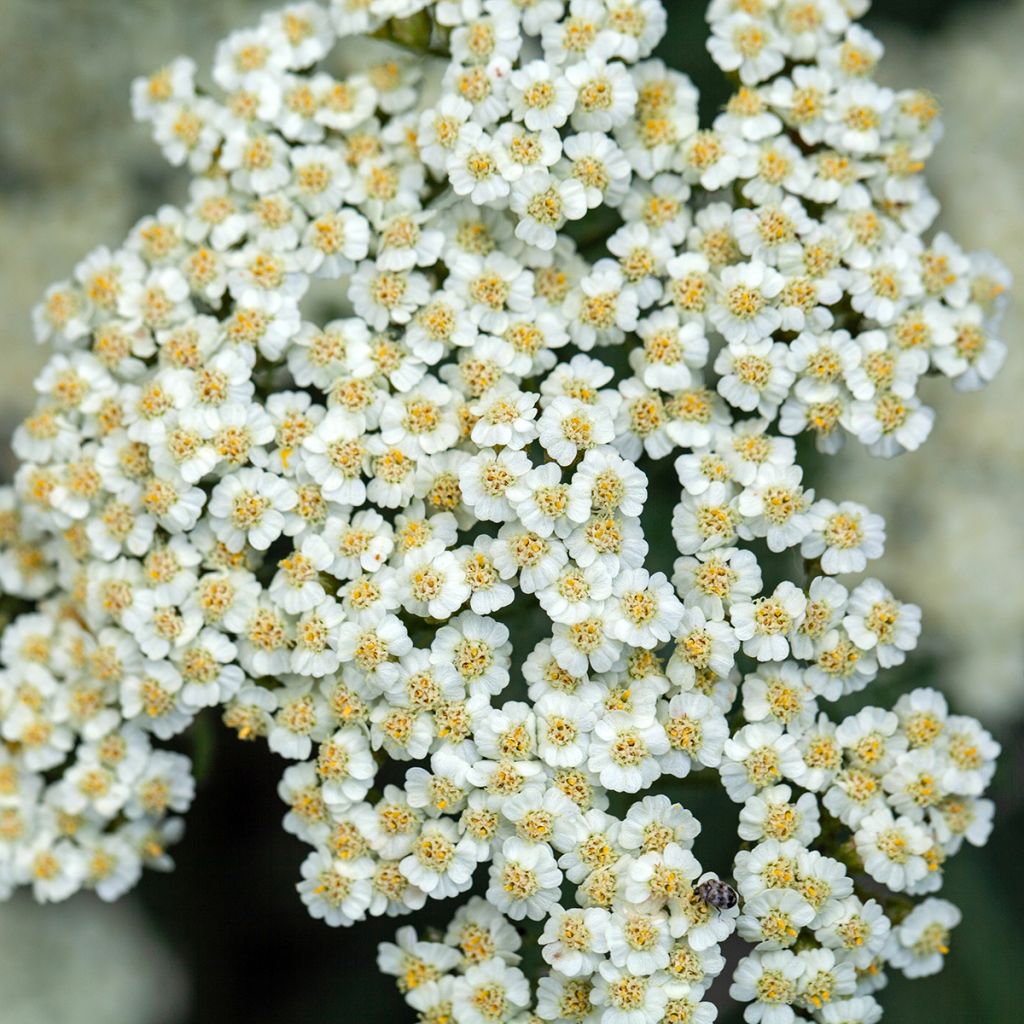 Achillea crithmifolia