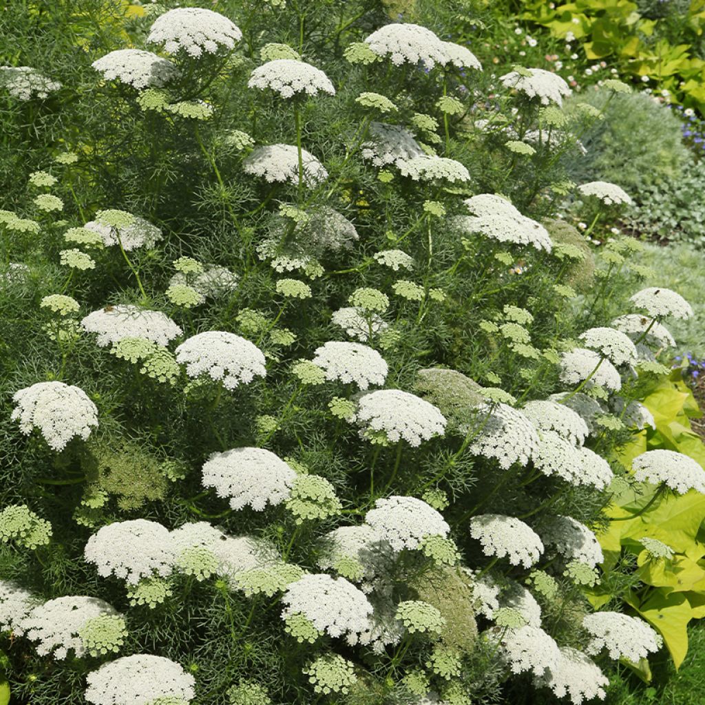 Achillea crithmifolia