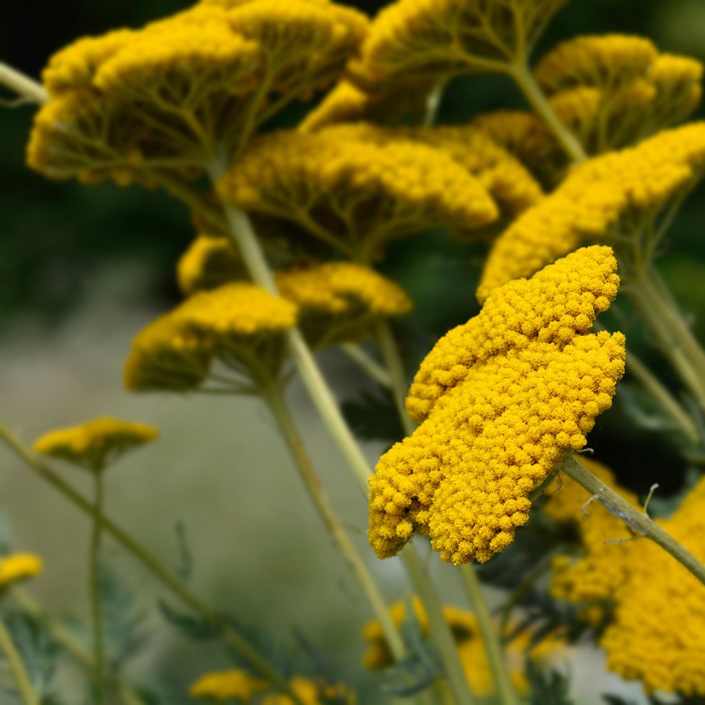 Achillea filipendulina Parkers Variety