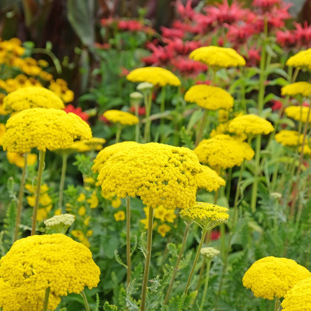 Achillea filipendulina Parkers Variety