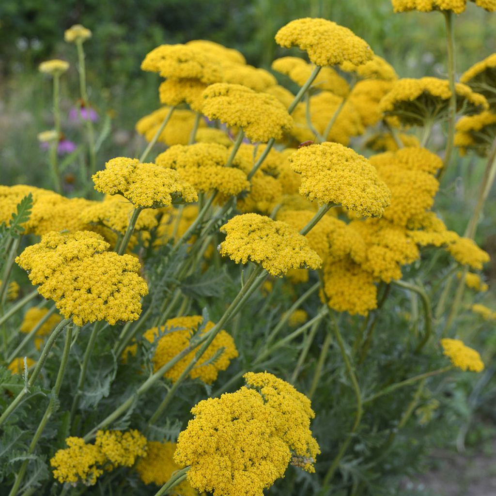 Achillea filipendulina Parkers Variety