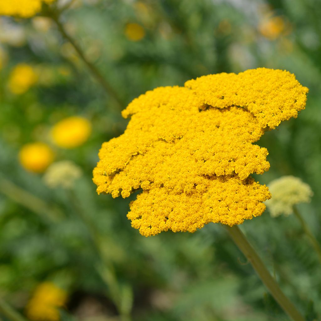 Achillea filipendulina Parkers Variety