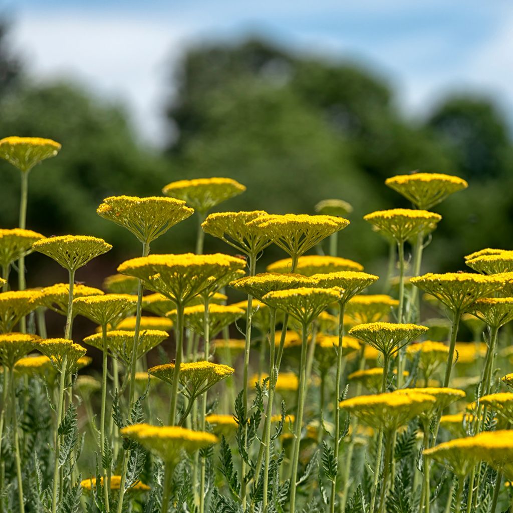 Achillea fillipendulina Cloth of Gold