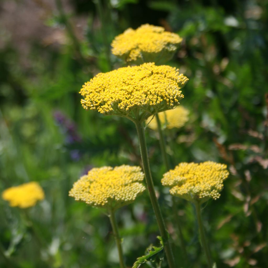 Achillea fillipendulina Cloth of Gold