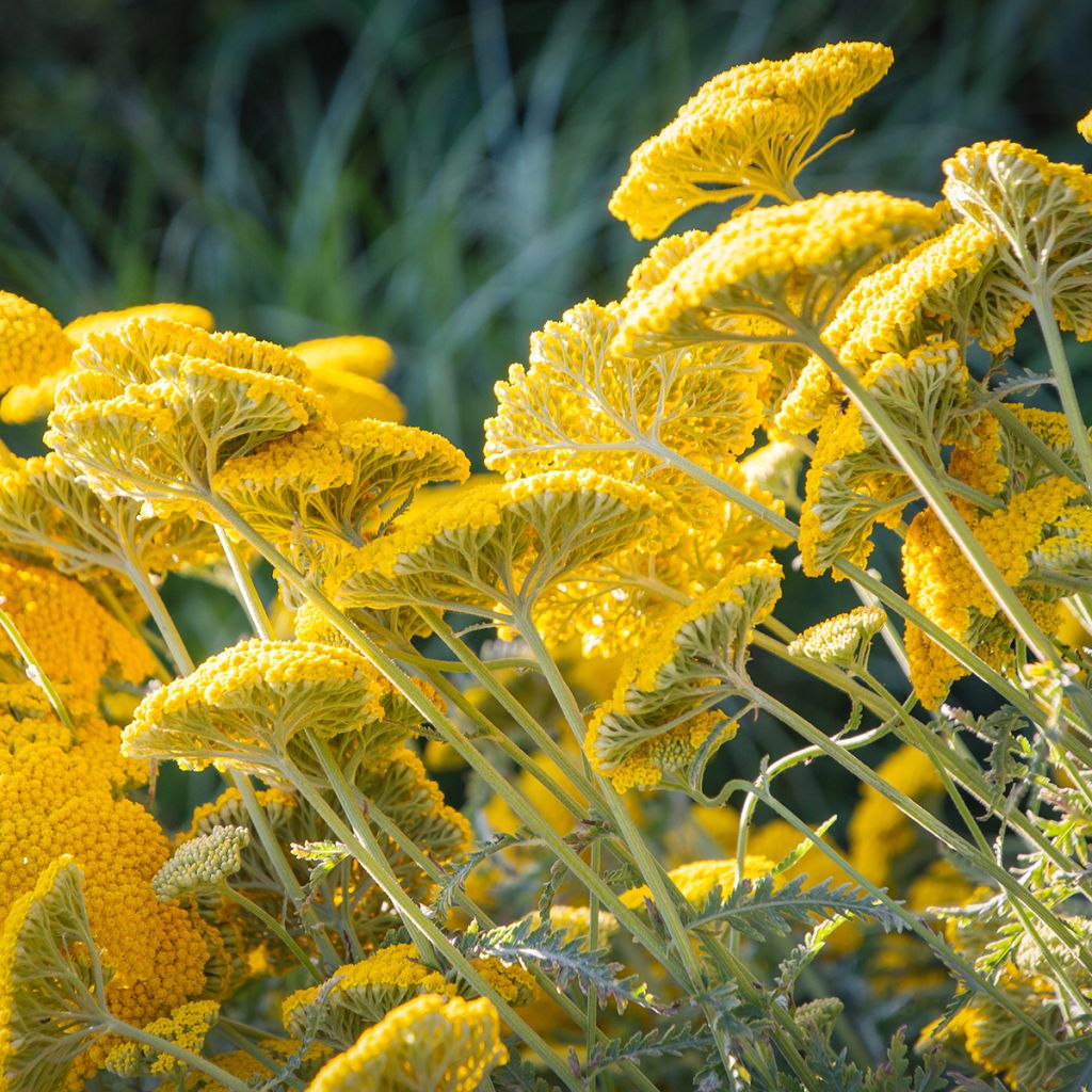 Achillea filipendulina Golden Plate