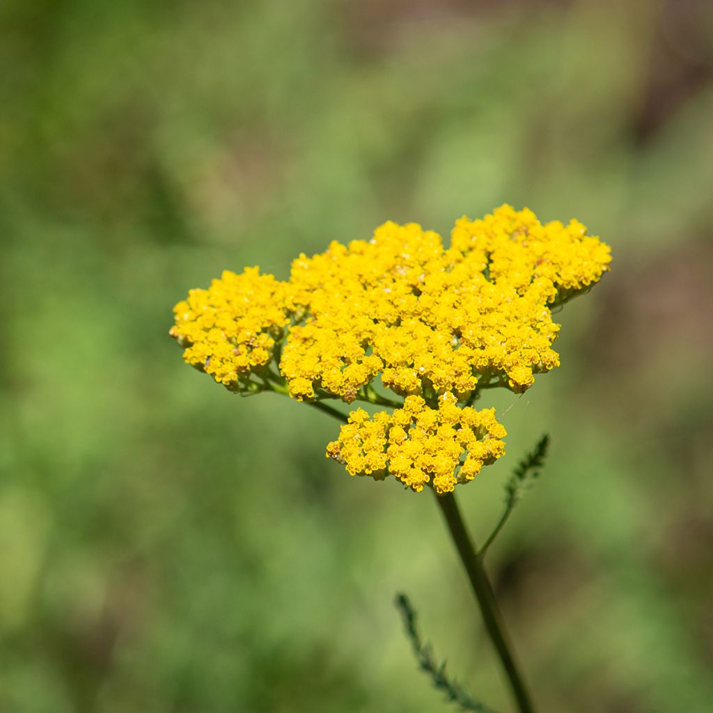 Achillea filipendulina Golden Plate