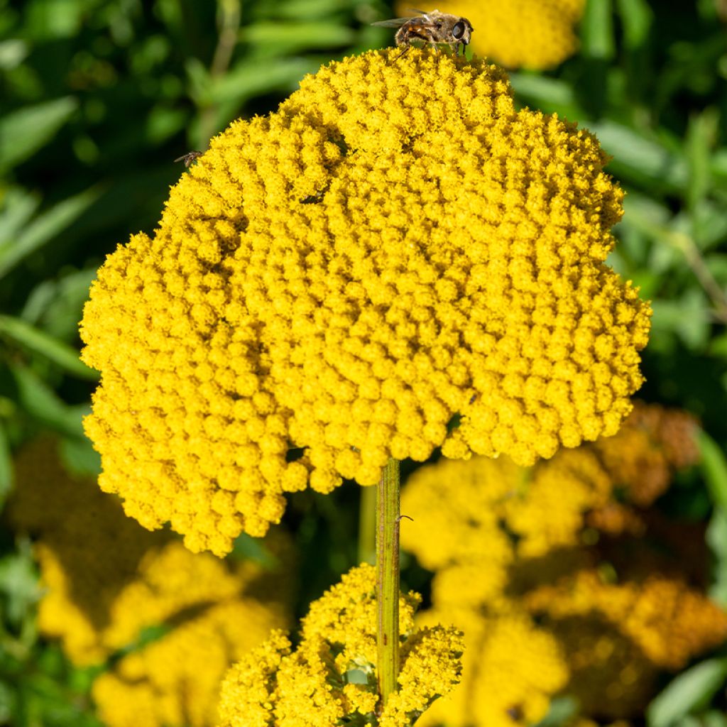 Achillea filipendulina Golden Plate