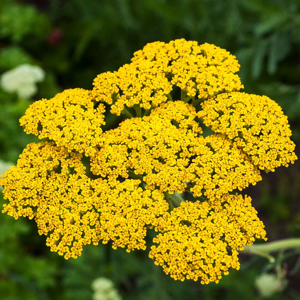 Achillea filipendulina Golden Plate