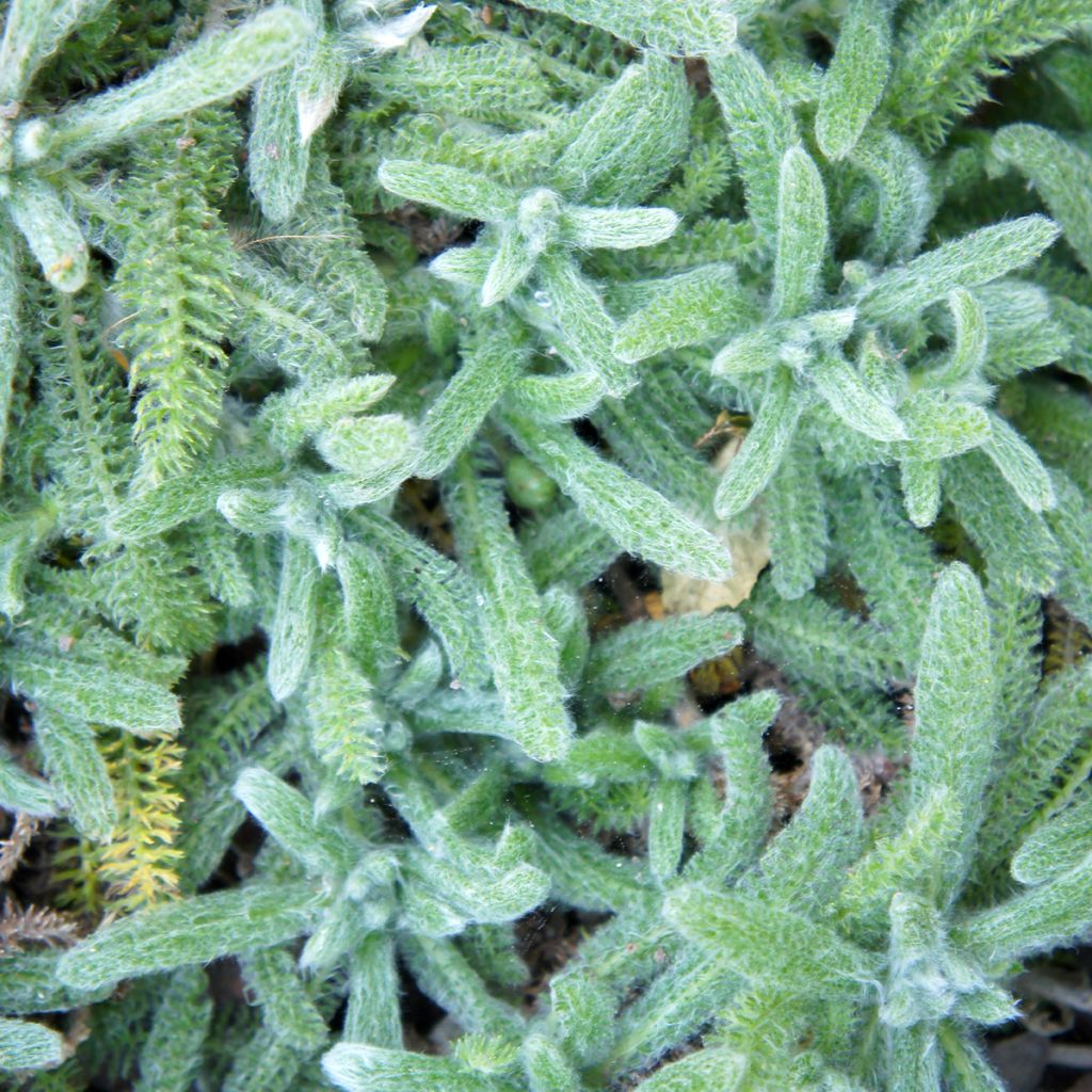 Achillée laineuse Aurea (Maynard's Gold) - Achillea tomentosa