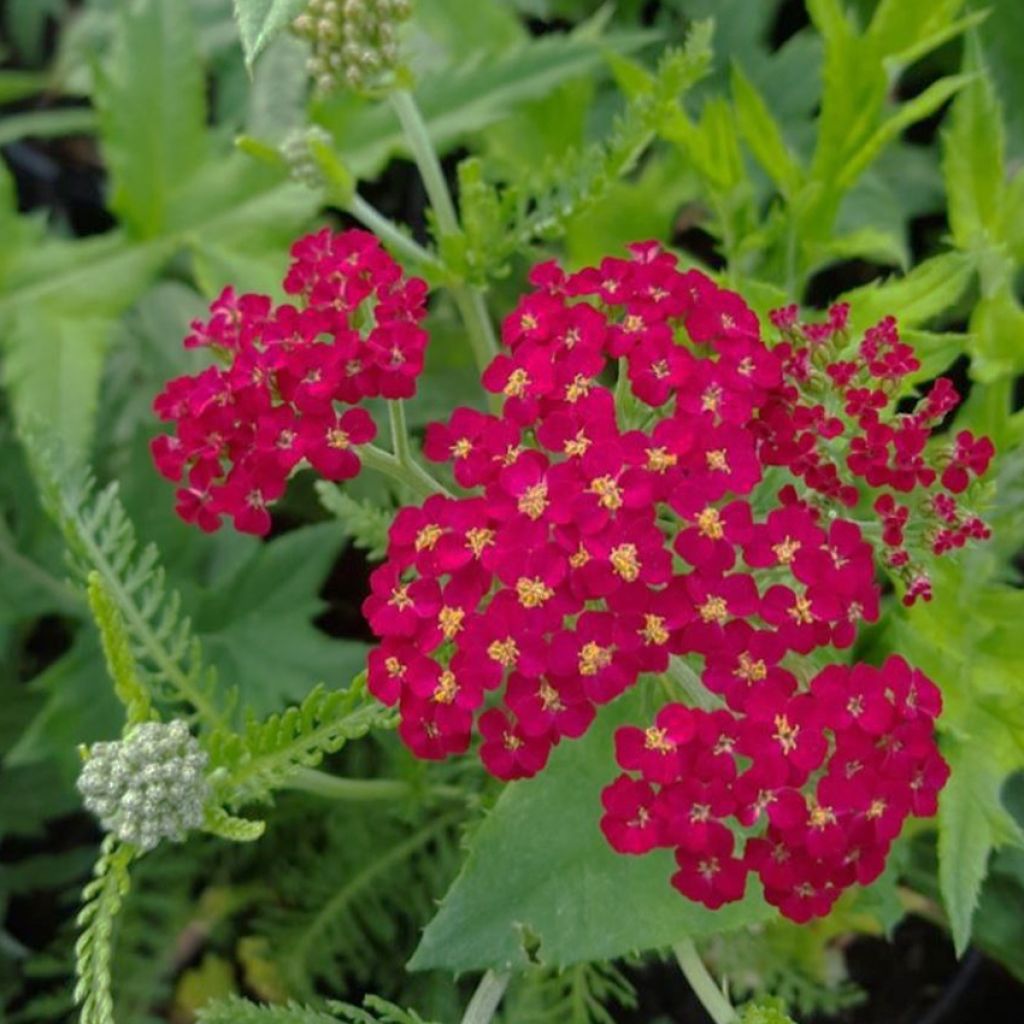 Achillée millefeuille Cassis - Achillea millefolium