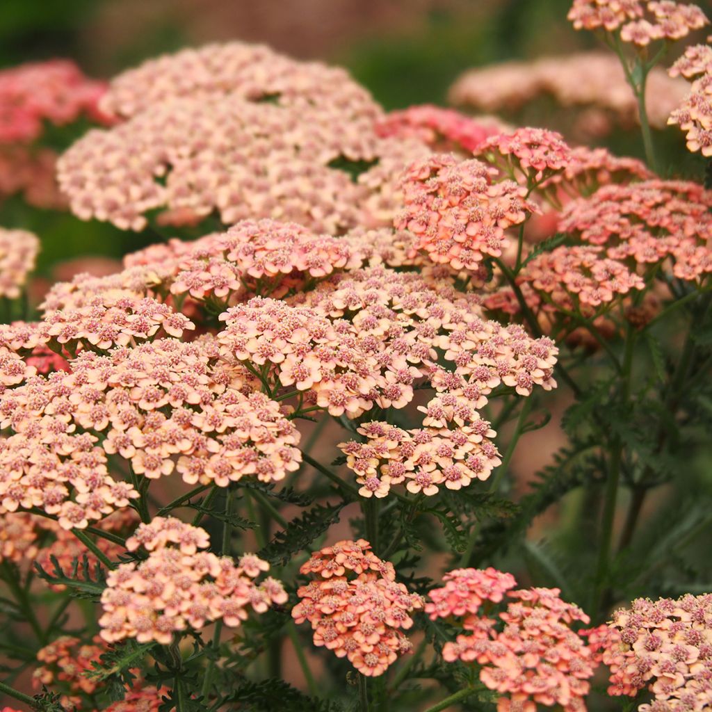 Achillea millefolium Apricot Delight