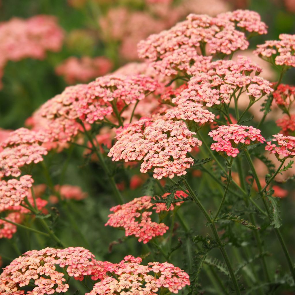 Achillea millefolium Apricot Delight