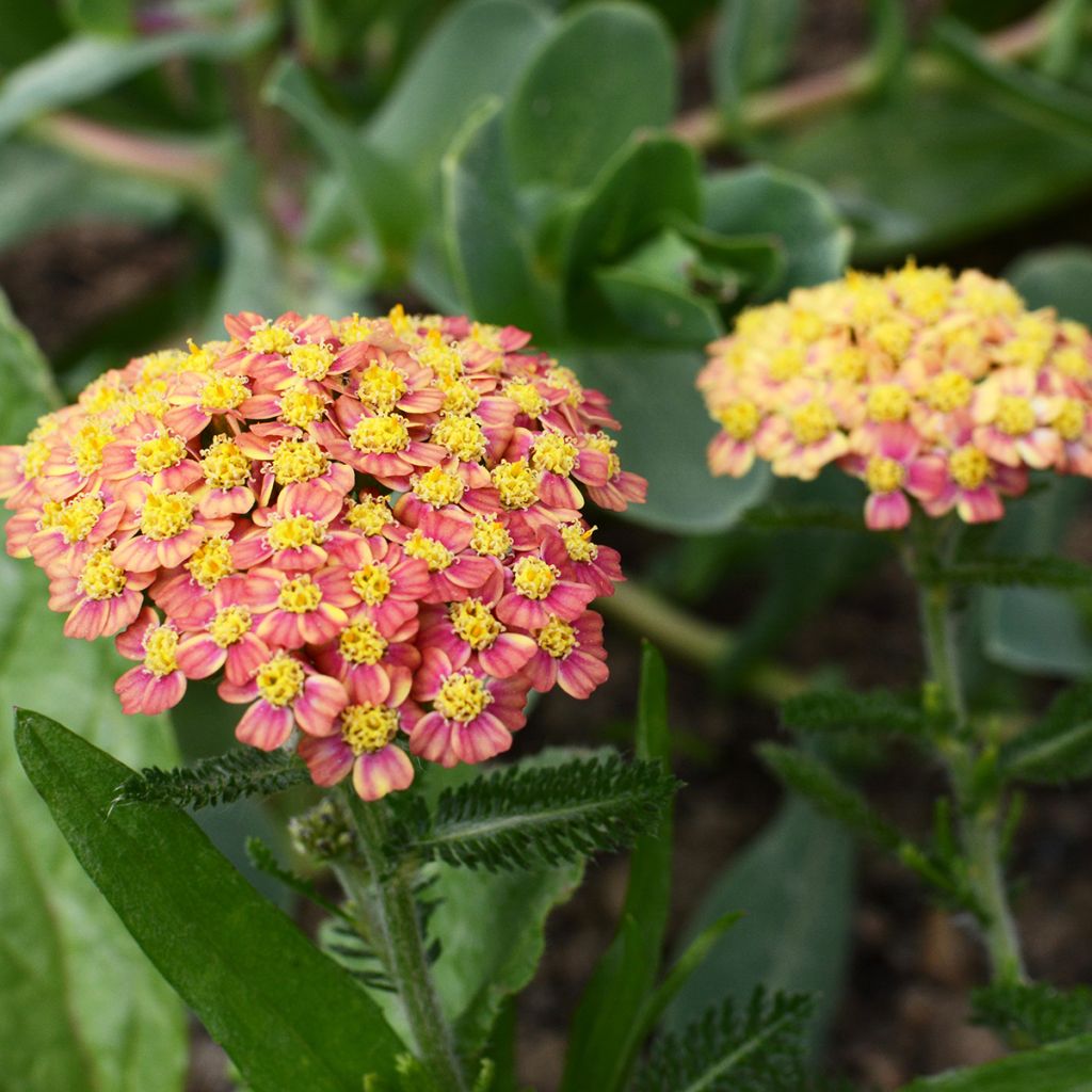 Achillea millefolium Apricot Delight