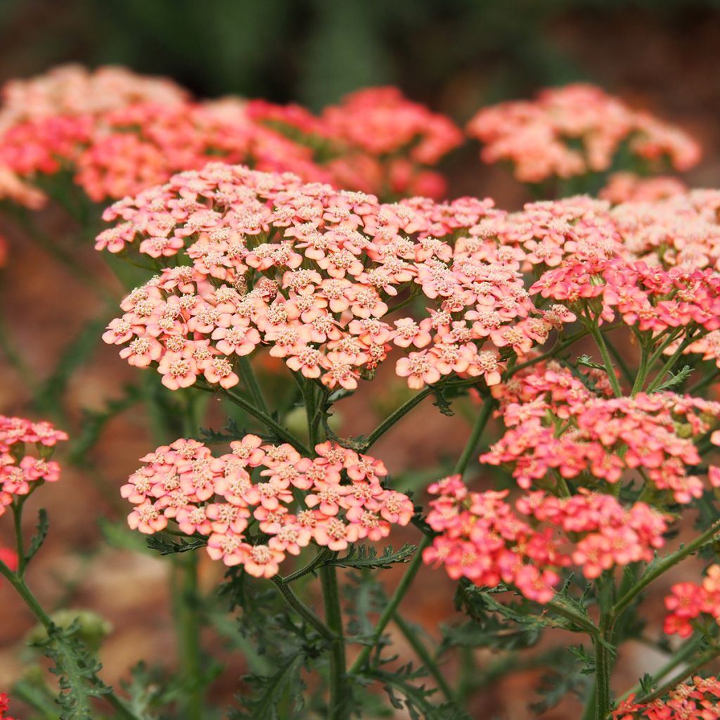 Achillea millefolium Apricot Delight