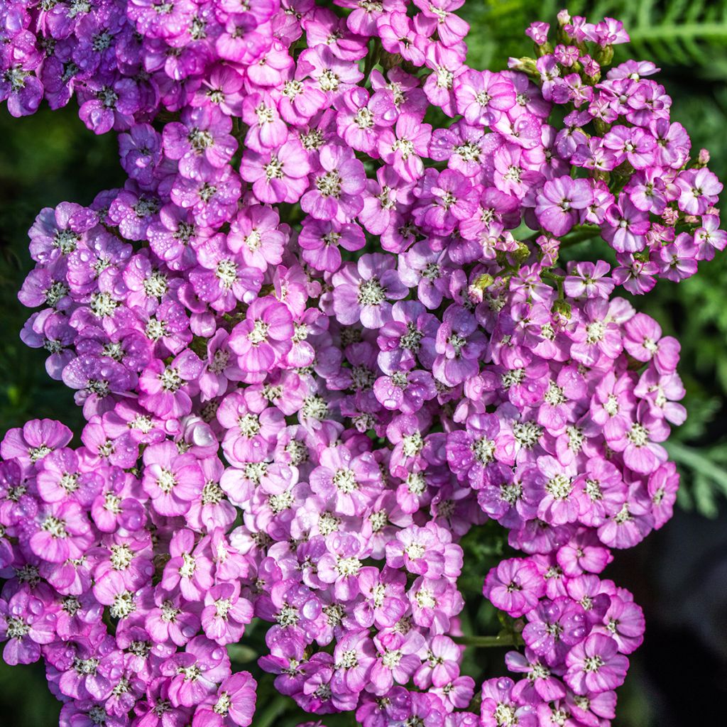 Achillea millefolium Apfelblüte