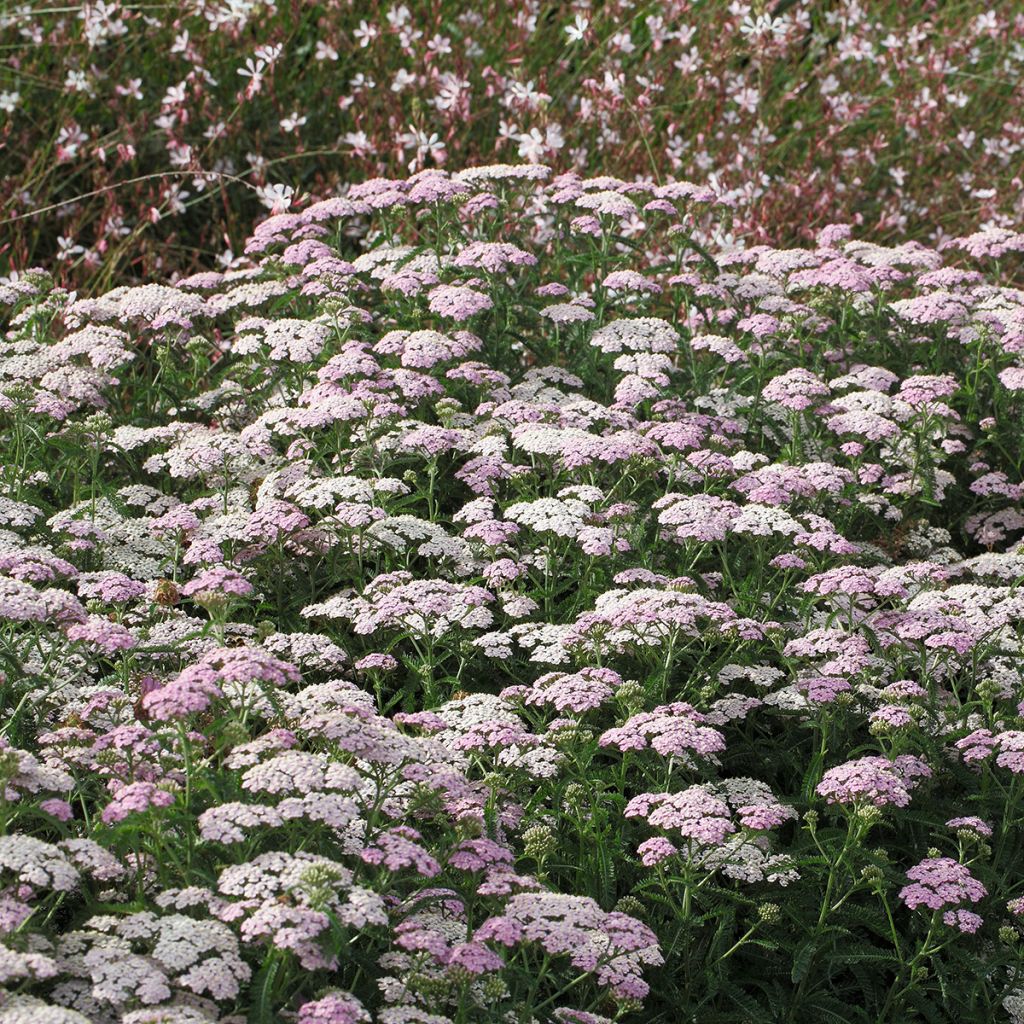 Achillea millefolium Apfelblüte