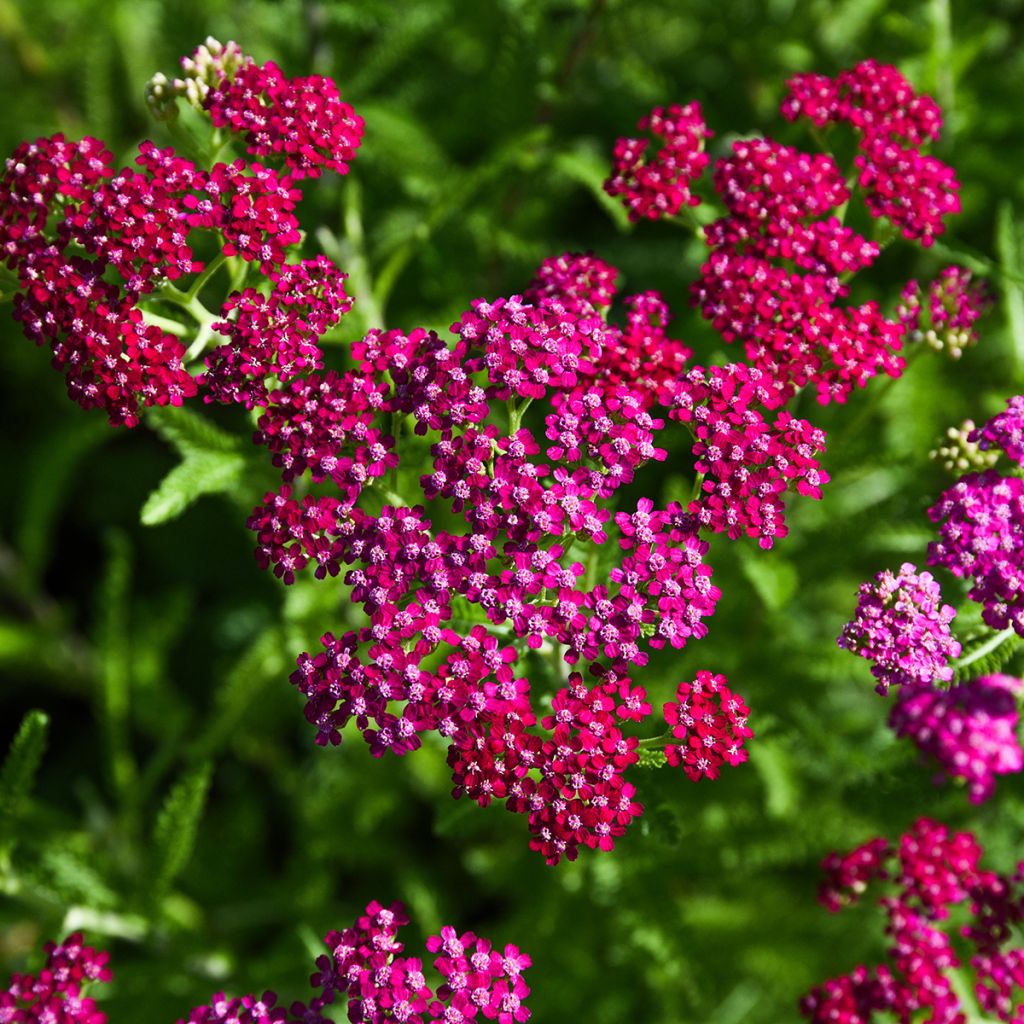 Achillea millefolium Cerise Queen